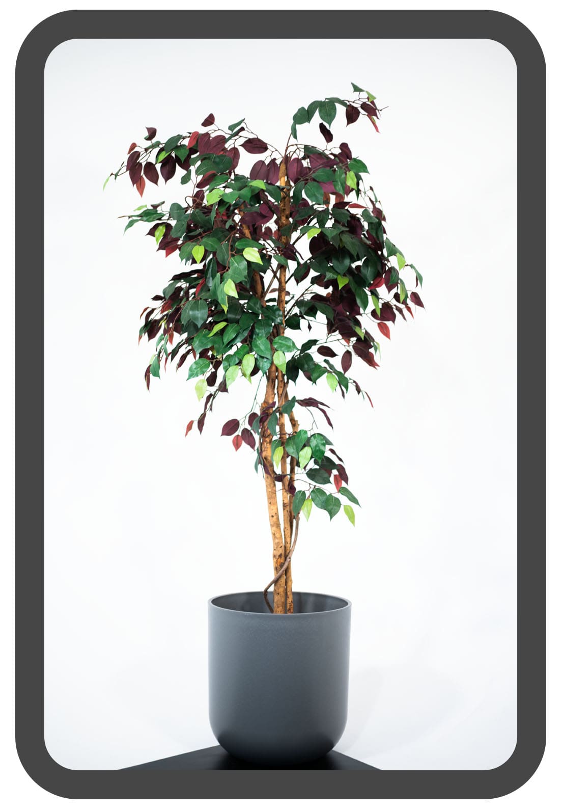 PLANTS